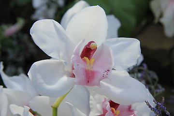 Image showing White cymbidium orchid