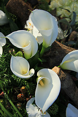 Image showing Calla lilies in wedding arrangement