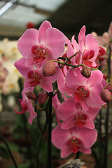 Image showing Phalaenopsis orchid