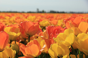 Image showing Yellow and orange tulips