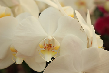 Image showing Phalaenopsis orchid