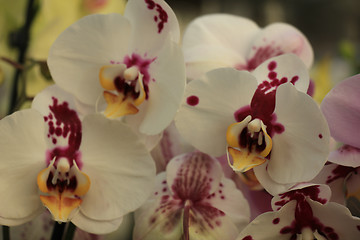 Image showing Phalaenopsis orchid