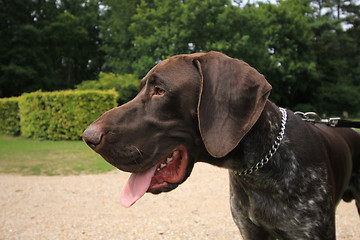 Image showing German Shorthaired Pointer