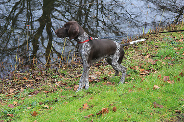 Image showing German Shorthaired Pointer