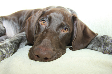 Image showing German Shorthaired Pointer puppy