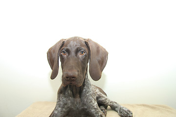 Image showing German Shorthaired Pointer puppy