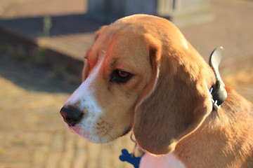 Image showing Young female beagle