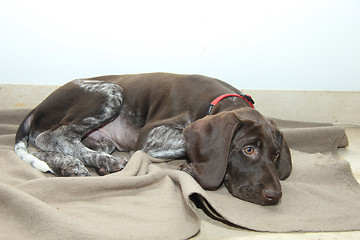 Image showing German Shorthaired Pointer puppy