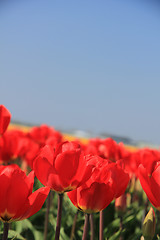 Image showing Red tulips in a field