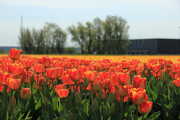 Image showing Yellow and orange tulips