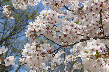 Image showing White cherry blossom