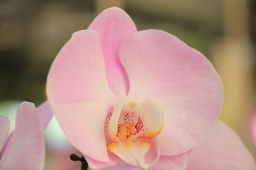 Image showing Phalaenopsis orchid