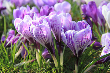 Image showing Purple and white crocuses