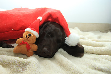 Image showing Dreaming of a dog\'s Christmas