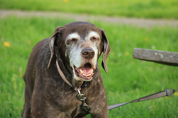 Image showing Senior German Shorthaired Pointer female