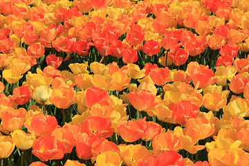 Image showing Yellow and orange tulips