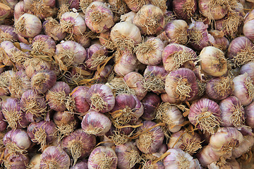 Image showing Fresh garlic