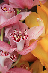 Image showing Pink and Yellow cymbidium orchids