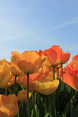 Image showing Yellow and orange tulips