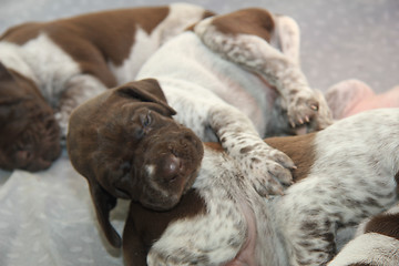 Image showing German Shorthaired Pointer puppies