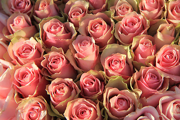 Image showing Pink roses in a bridal arrangement