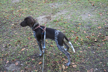 Image showing German Shorthaired Pointer