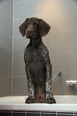 Image showing German shorthaired pointer in a bathtub