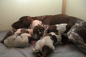 Image showing German Shorthaired Pointer puppies