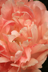 Image showing Pink Peony