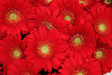 Image showing Just red gerberas