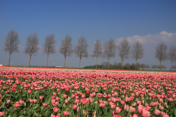 Image showing Flower industry fields