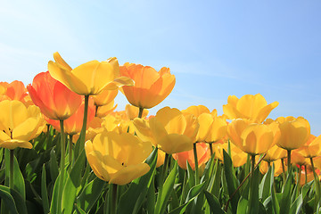 Image showing Yellow and orange tulips