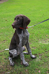 Image showing German Shorthaired Pointer