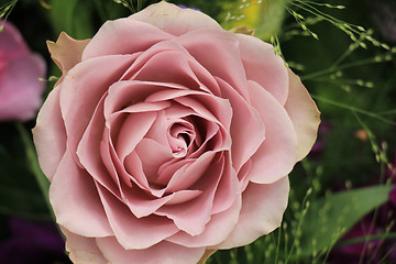 Image showing Purple rose close up