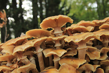 Image showing Mushrooms