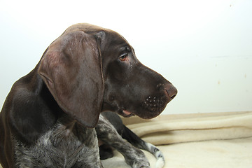 Image showing German Shorthaired Pointer puppy