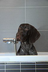 Image showing German shorthaired pointer in a bathtub