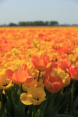 Image showing Yellow and orange tulips