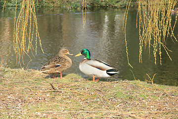 Image showing Duck Couple