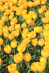 Image showing yellow tulips in a field