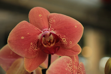 Image showing Phalaenopsis orchid