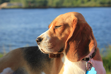 Image showing Young female beagle