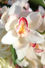 Image showing White cymbidium orchids