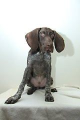 Image showing German Shorthaired Pointer puppy