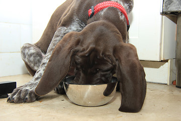 Image showing German Shorthaired Pointer puppy