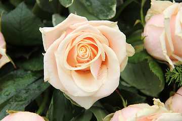 Image showing pale pink wedding roses