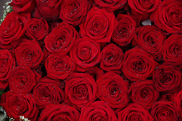 Image showing Big group of red roses