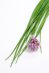 Image showing Fresh Chive