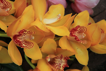 Image showing Yellow cymbidium orchids