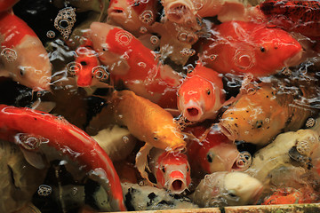 Image showing Koi Carps